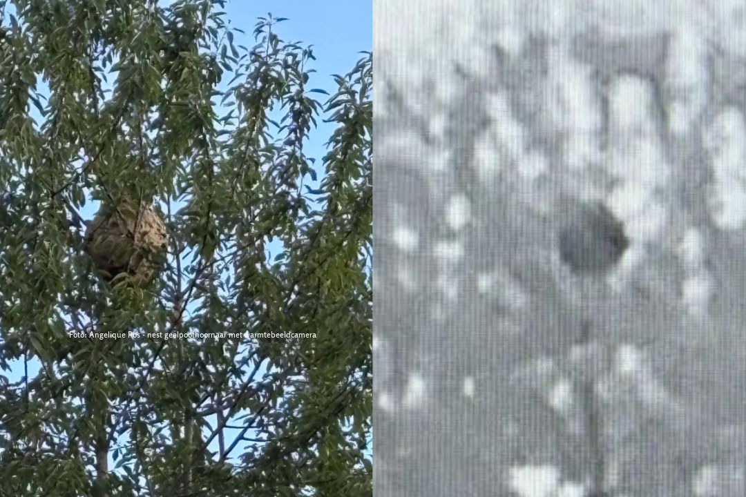 Geelpoothoornaar nest in hoge boom.
