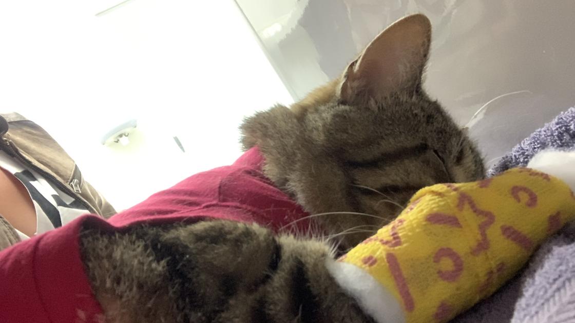 Kat doodgeschoten met luchtbuks in de Griend, eigenaar hoopt op tips