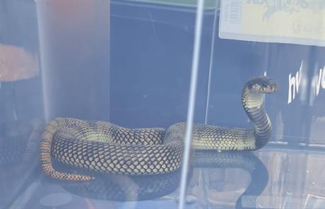 Ontsnapte gifslang is terecht, eigenaar doet afstand