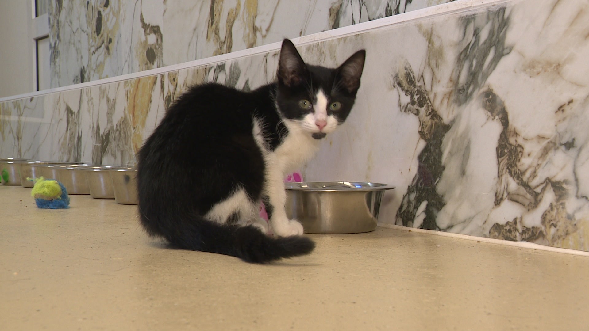 Voorstellen welzijn dieren met prijskaartje naar gemeenteraad