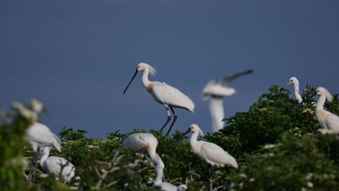 Lepelaar IJsbrand geeft gegevens over vluchtroutes door via zijn mobieltje