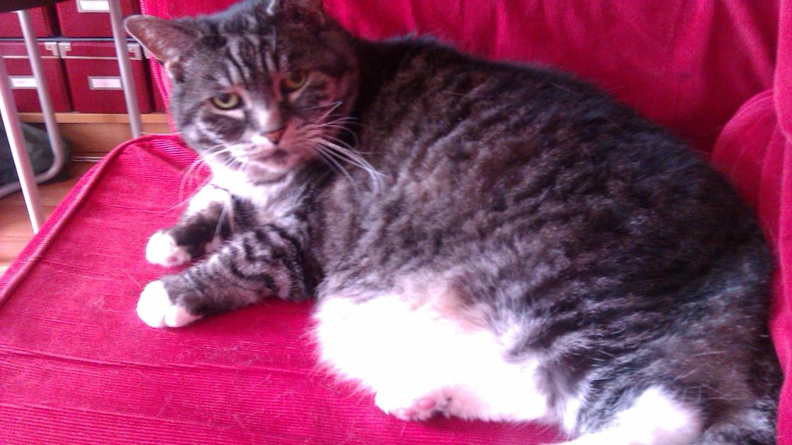 Woonzorgvisie zet in op behoud partnerschap en huisdieren in Lelystad