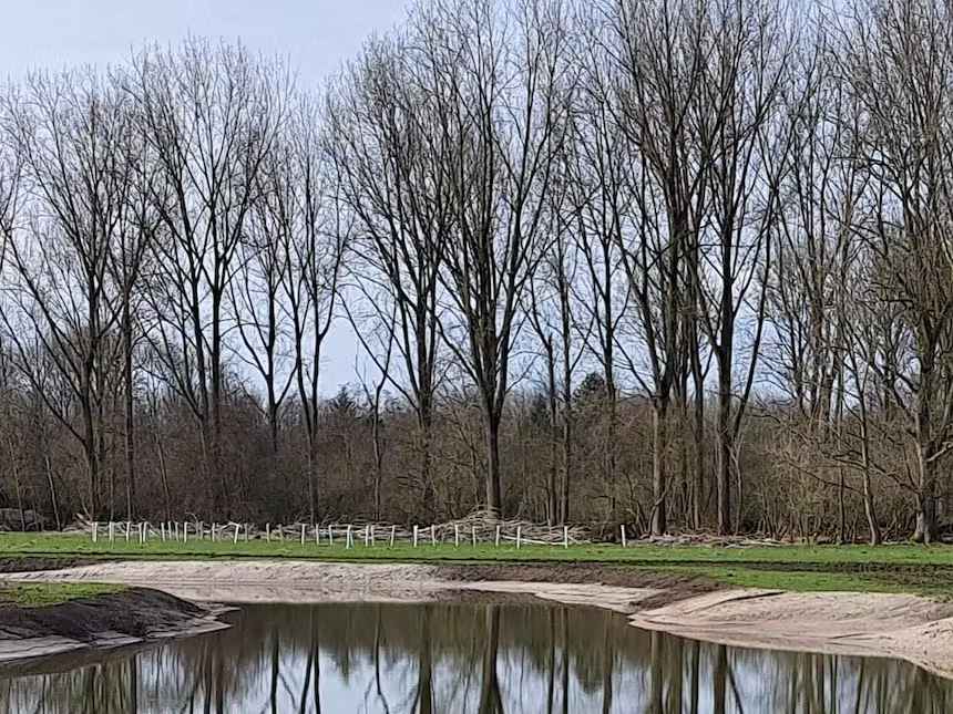 Karton beschermt jonge aanplant tegen eetlust ree