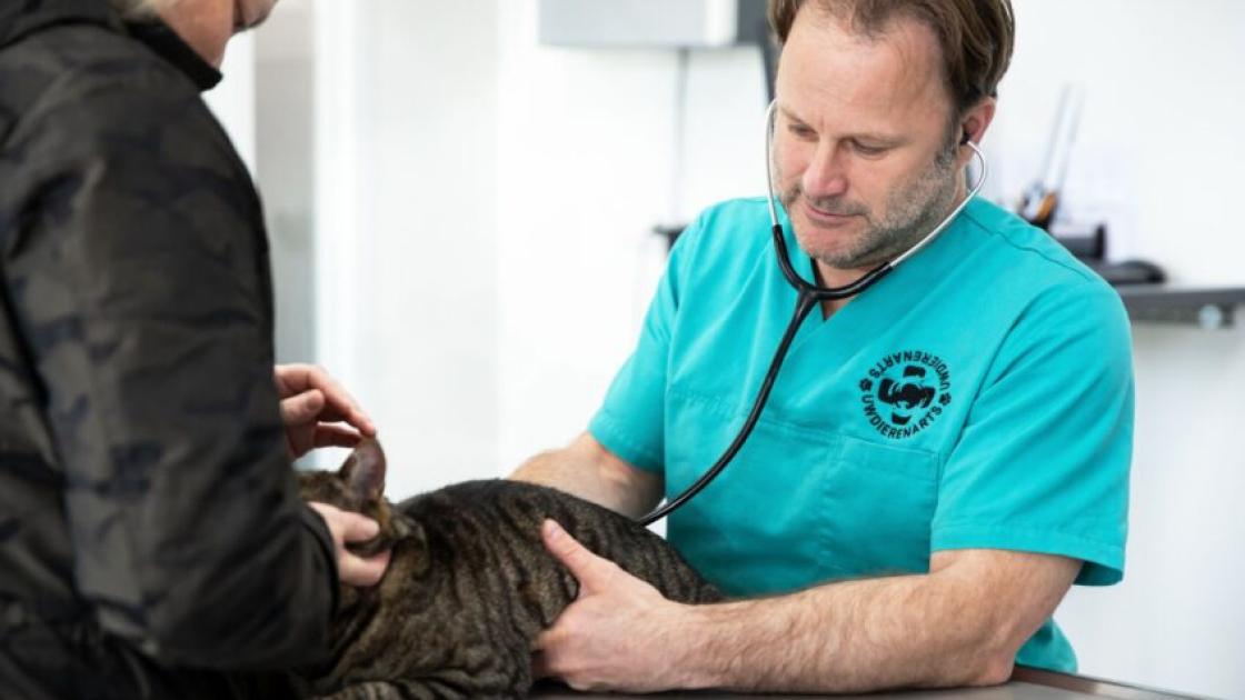 Gevaarlijke kattenziekte opgedoken in Lelystad, dierenarts adviseert vaccinatie
