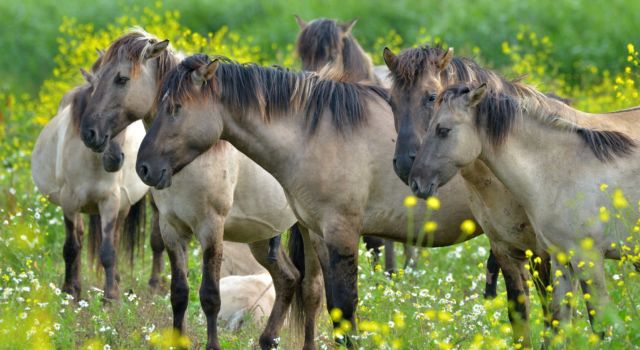 Nieuw onderkomen voor groot aantal konikpaarden vanwege grote klis 