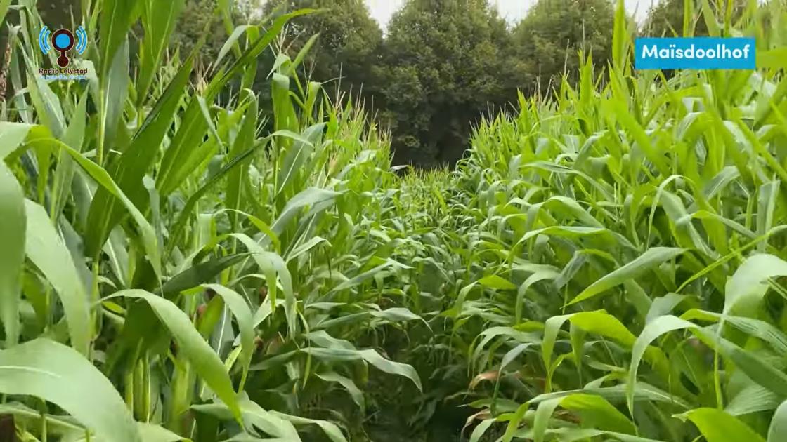 Razende reporter Matthijs loopt nog ergens in het maïsdoolhof