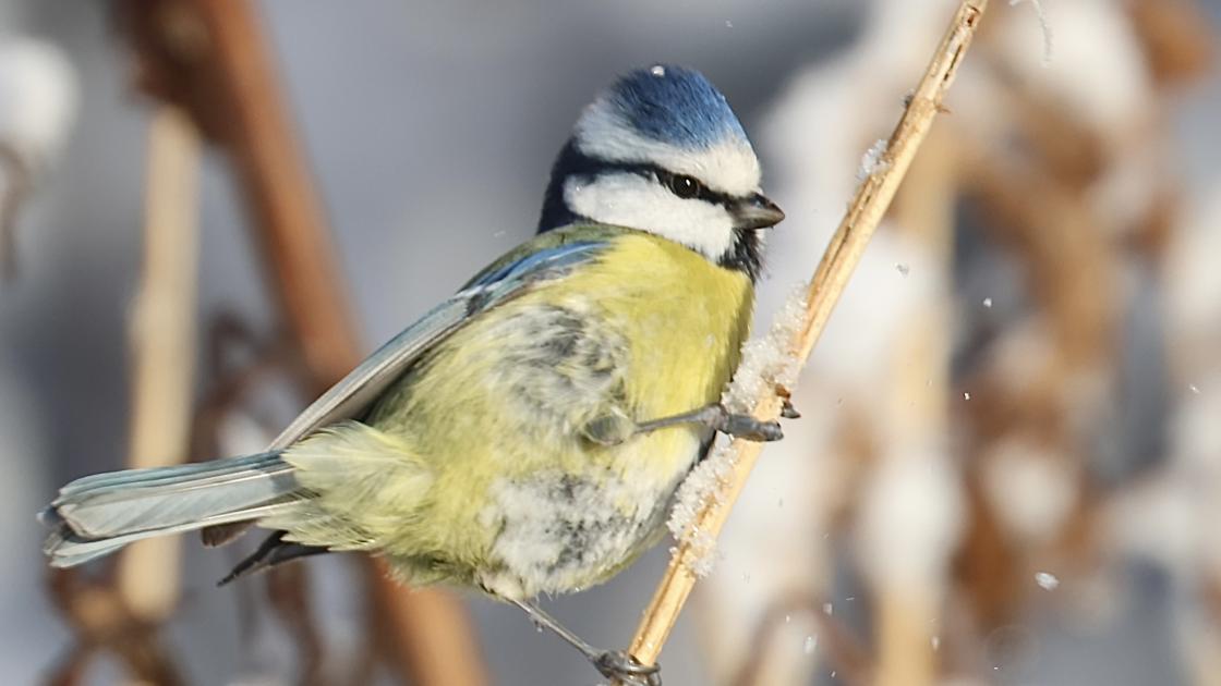Pimpelmees maakt Nicole Vos opnieuw winnaar fotowedstrijd bibliotheek