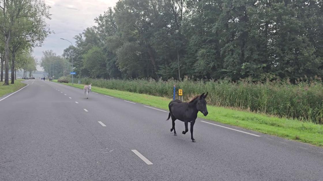 Wendy en Jannes kiezen het hazenpad en laten zich moeilijk vangen
