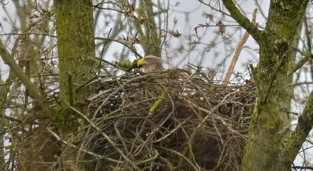 Koppel zeearenden broedt, publiek respecteert afsluiting
