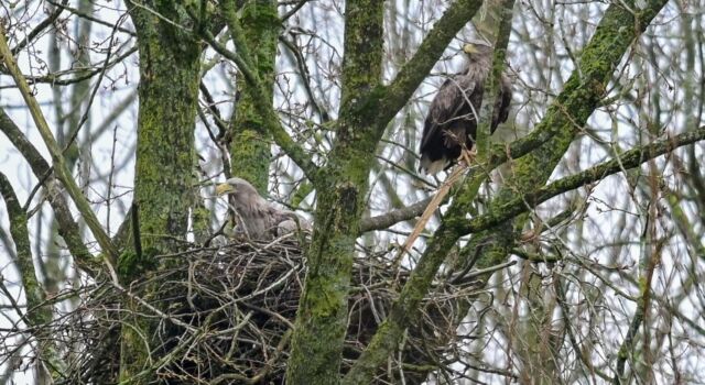 Zeearendnest in Hollandse Hout, deel bos afgesloten