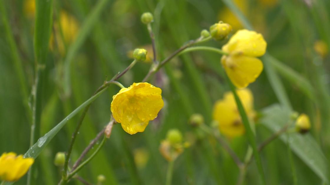 Natuur krijgt de ruimte in de gemeentelijke bermen van het buitengebied