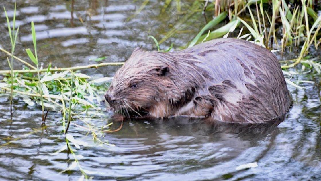 Geliefd beverstel krijgt eigen tunnel in tijdelijke dam Torenvalktocht