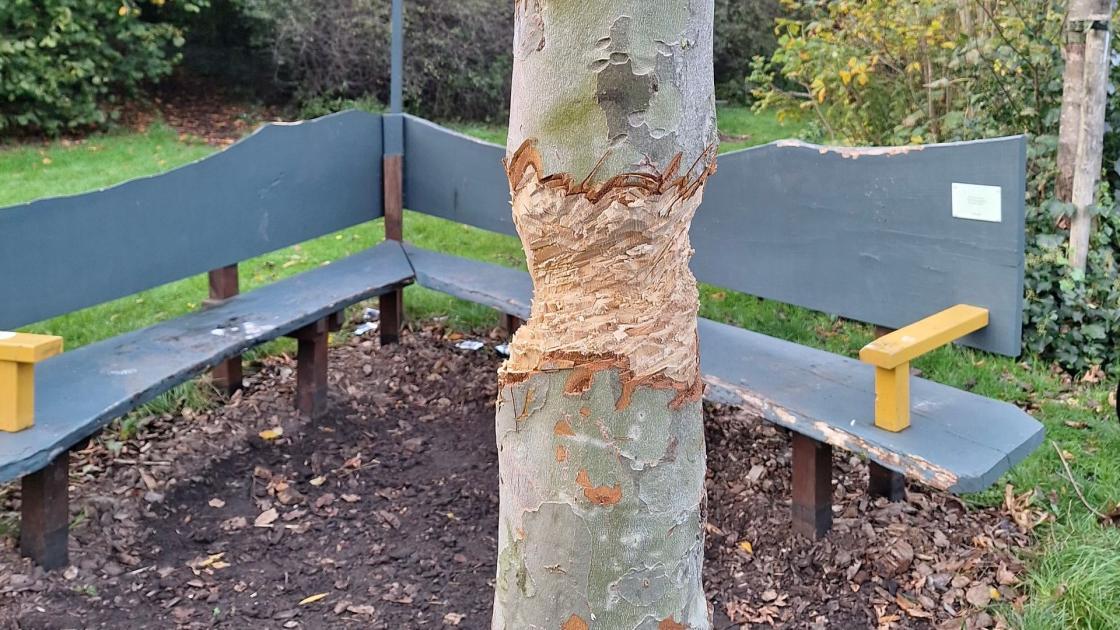 Vandalen slopen Ina Adema's jubileumboom in het Bultpark, schade lijkt fataal