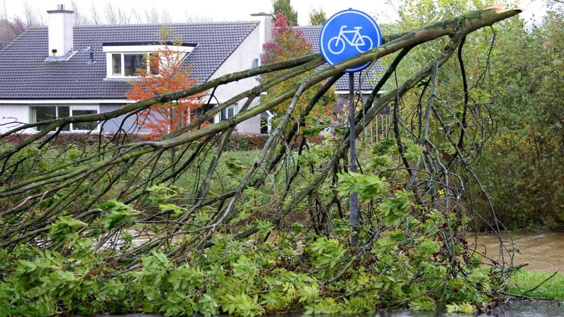 Vanaf maandag weer periodiek kappen van zieke en gevaarlijke bomen