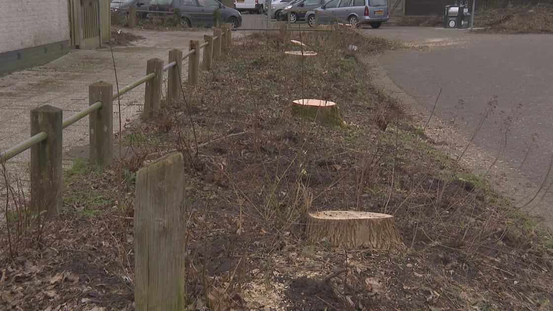 Verdriet in Damrif om het grote aantal bomen dat verdwijnt; update: essentaksterfte