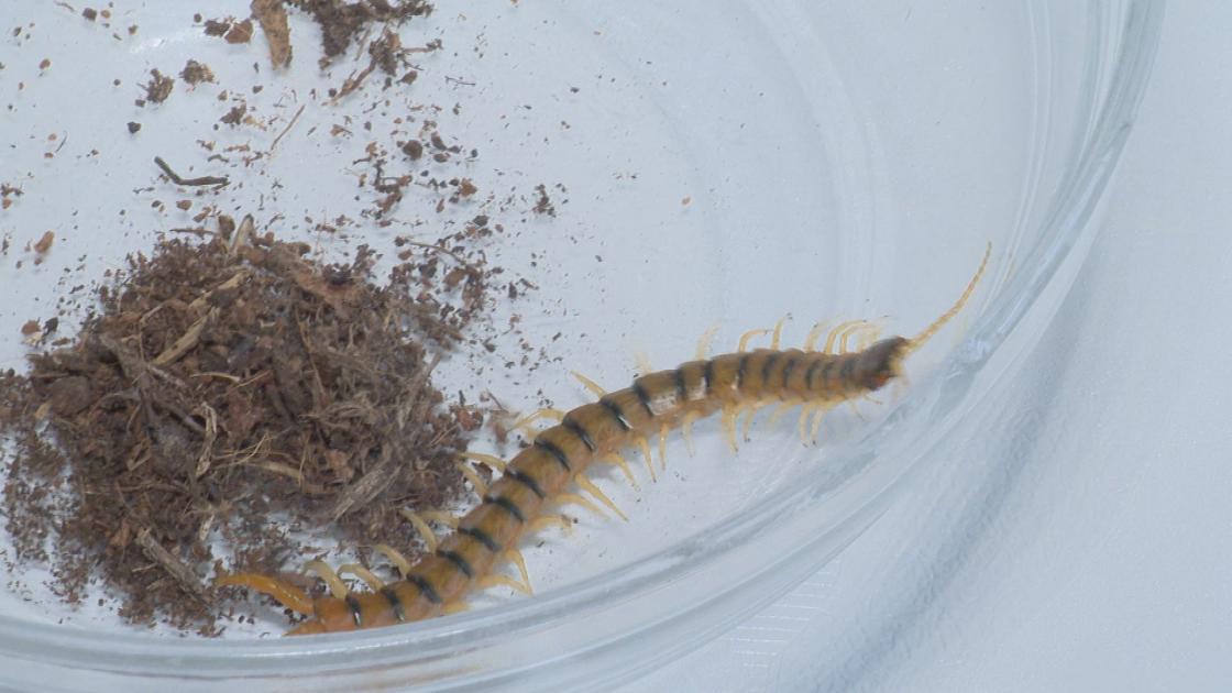 Giftige duizendpoot uit het zuiden duikt op bij Lelystadse meisjeskamer 