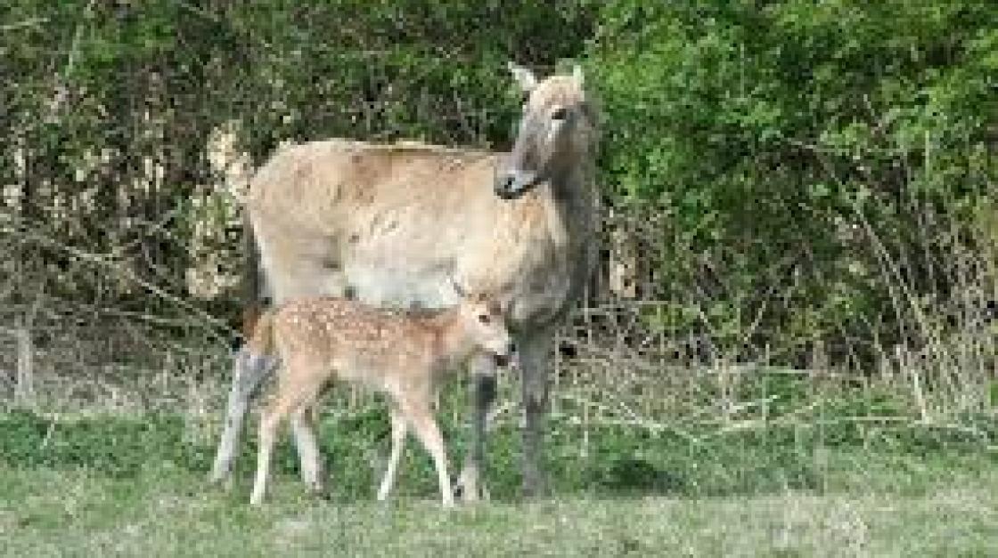 Voorjaar begint vroeg, met jong grut, maar ook met dode vissen in Zuigerplas