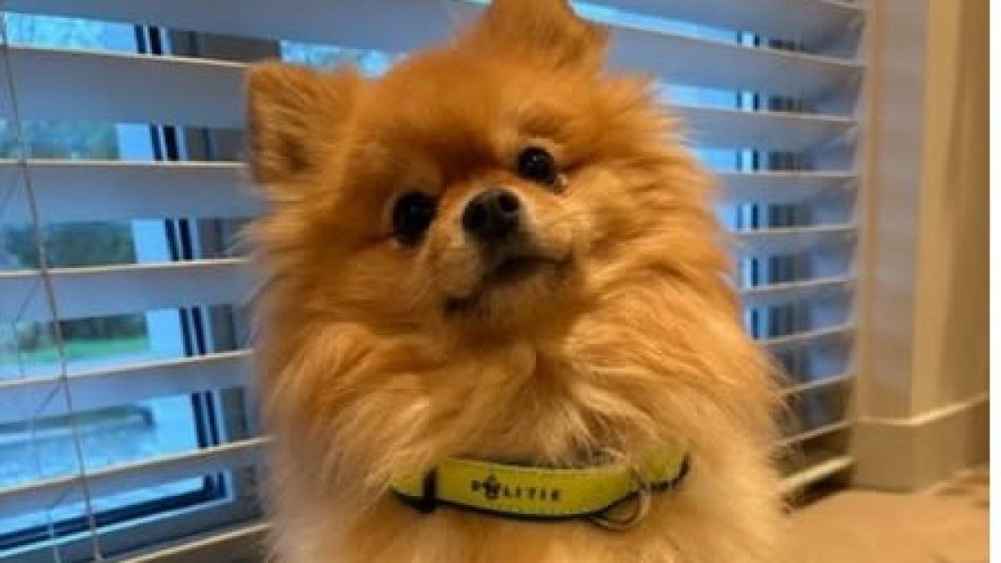 Oplichters gebruiken actie politie onder hondenbezitters voor poging bankfraude