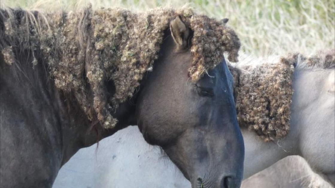 Boswachter mag paarden niet meer laten grazen bij stekelige grote klis