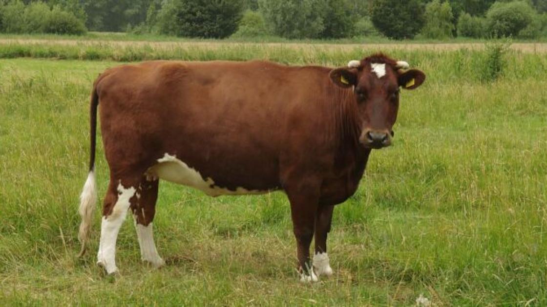 Gezocht: natuurinclusieve koeien voor Oostvaardersplassen