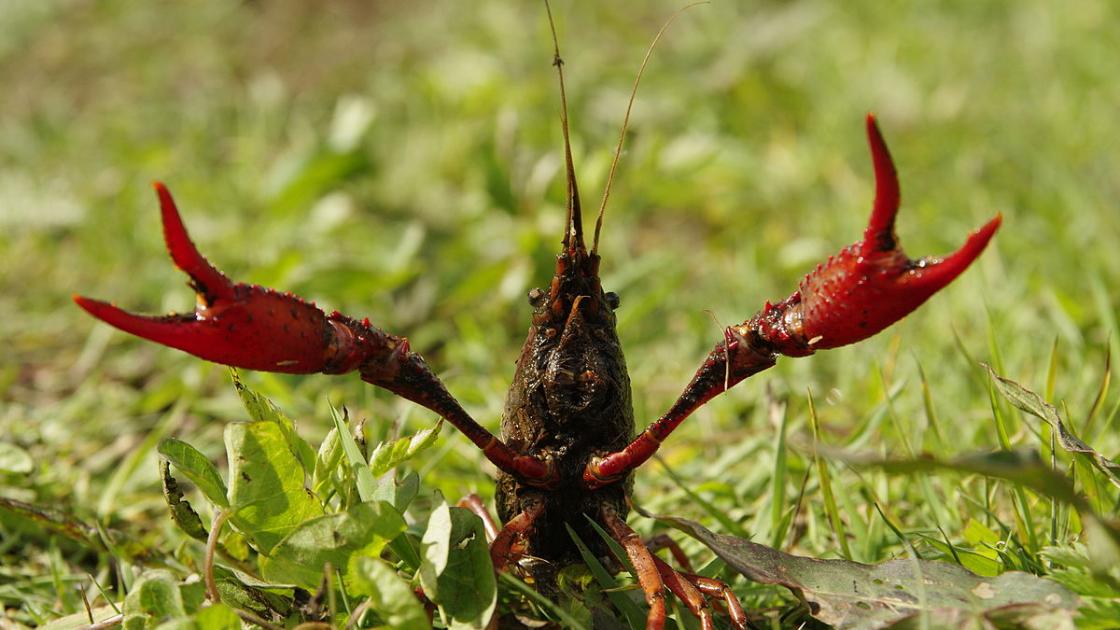 Zuiderzeeland lijkt antwoord te hebben op opmars ongewenste rivierkreeft