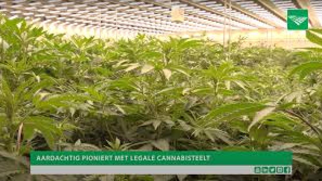 Eigenaren coffeeshop willen meedoen aan landelijke proef metverkoop  legale wiet