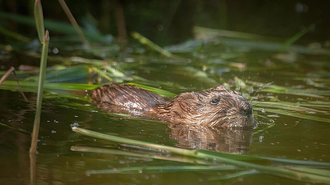 Waterschap zegt grip te krijgen op de muskusrat, vorig jaar een derde minder
