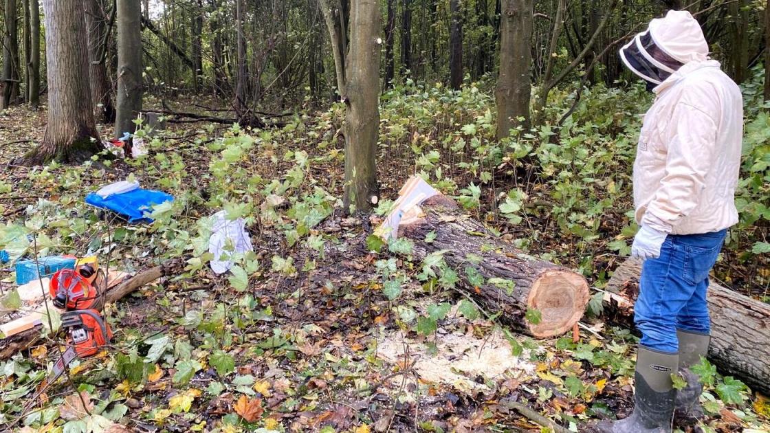 Omgezaagde boom blijkt woning wilde bijen, improviserende imkers redden de zaak