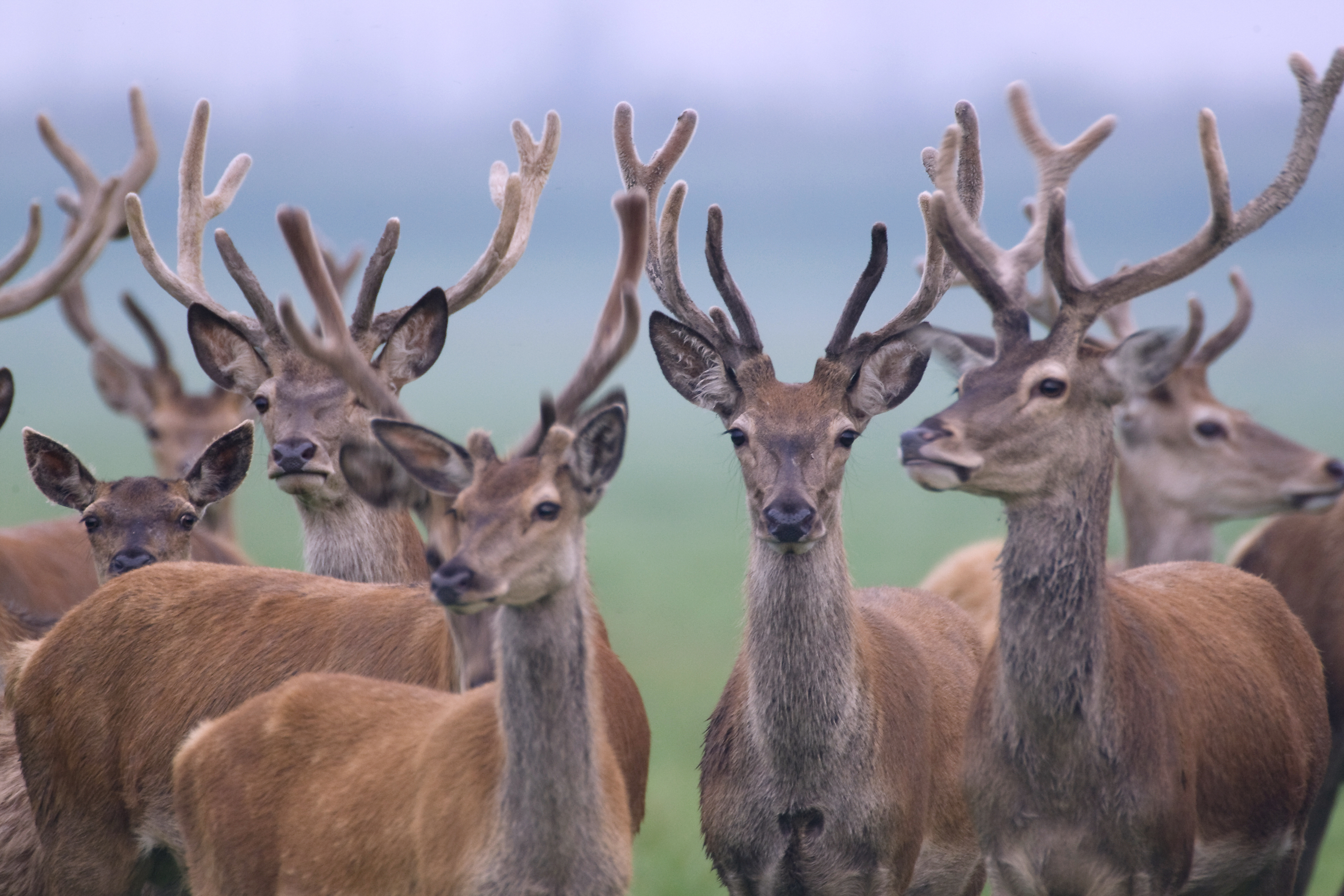 Gedeputeerde: geen bureau te vinden voor onderzoek grote grazers Oostvaardersplassen