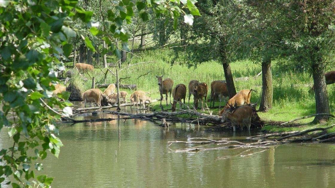 Deel wandelpaden in onder meer natuurpark dicht uit angst voor mond- en klauwzeer