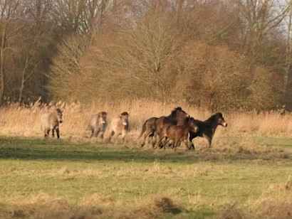 Paarden Natuurpark krijgen gezelschap voor oude dag