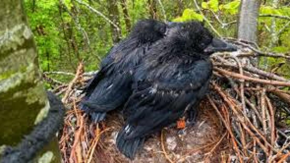 Lelystad heeft er sinds kort een bijzonder gezinnetje bij: raven in het Hollandse Hout