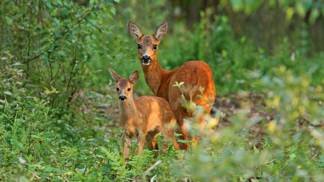 Wie zijn hond aan de lijn houdt nu de natuur extra kwetsbaar is, kan iets winnen