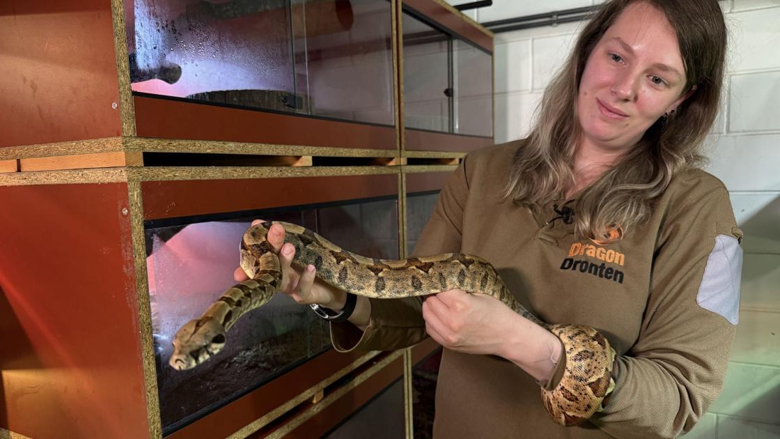 Is iemand misschien een gemoedelijke boa constrictor van bijna twee meter kwijt?