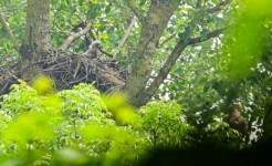 Zeearendenpaar Hollandse Hout heeft jong en dat is een primeur