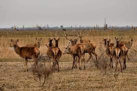Provincie moet aantonen dat afschot Oostvaardersplassen niet tot inteelt leidt