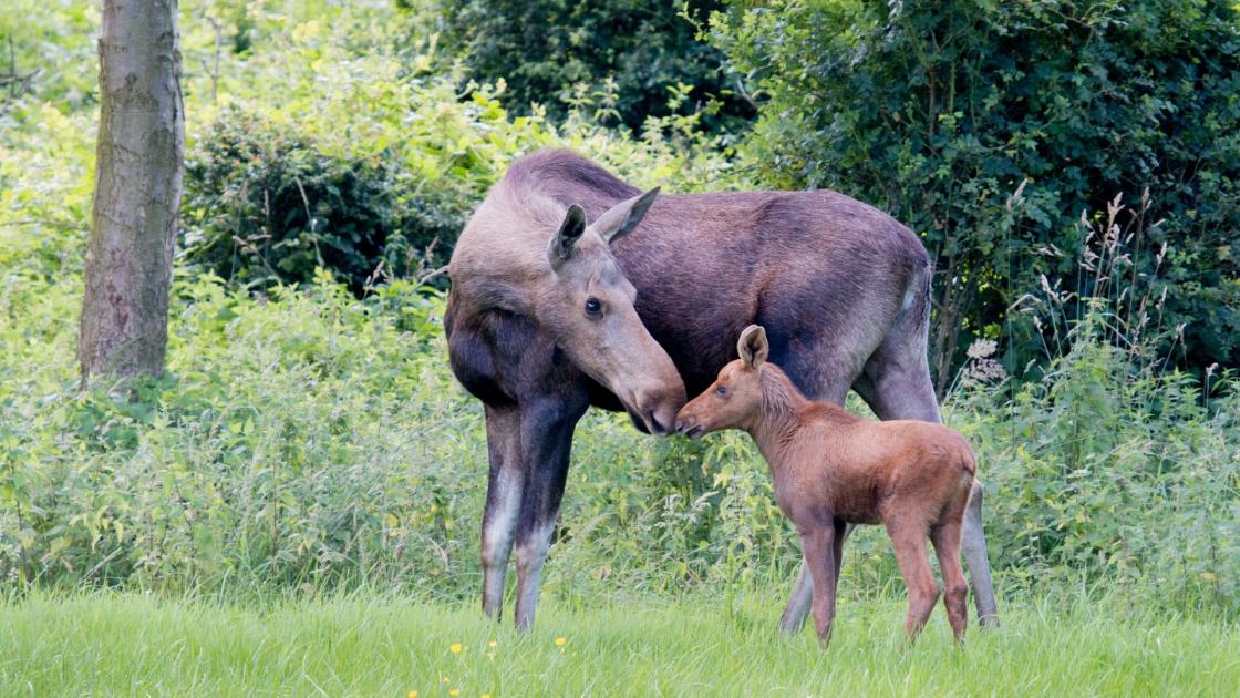 Wangedrag in onder meer natuurpark: boa's gaan surveilleren en zo nodig ingrijpen