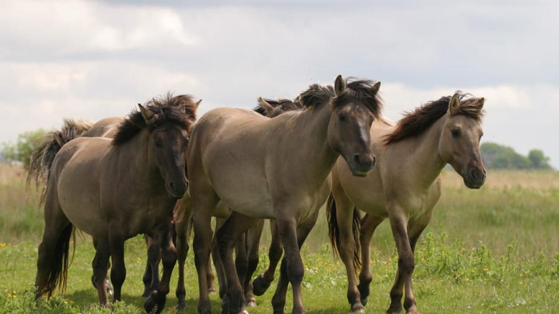 Grootste deel konikpaarden Oostvaardersveld alsnog naar de slacht