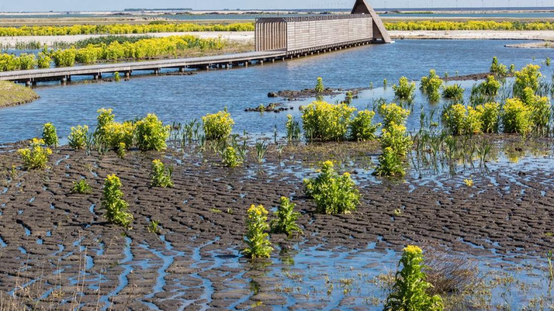 Marker Wadden kalven sneller af dan verwacht, hoog water remt ook rietgroei