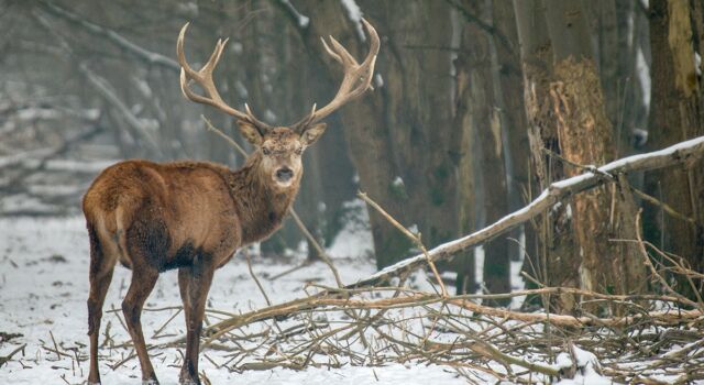 Oostvaardersplassen deels weer dicht voor de winter
