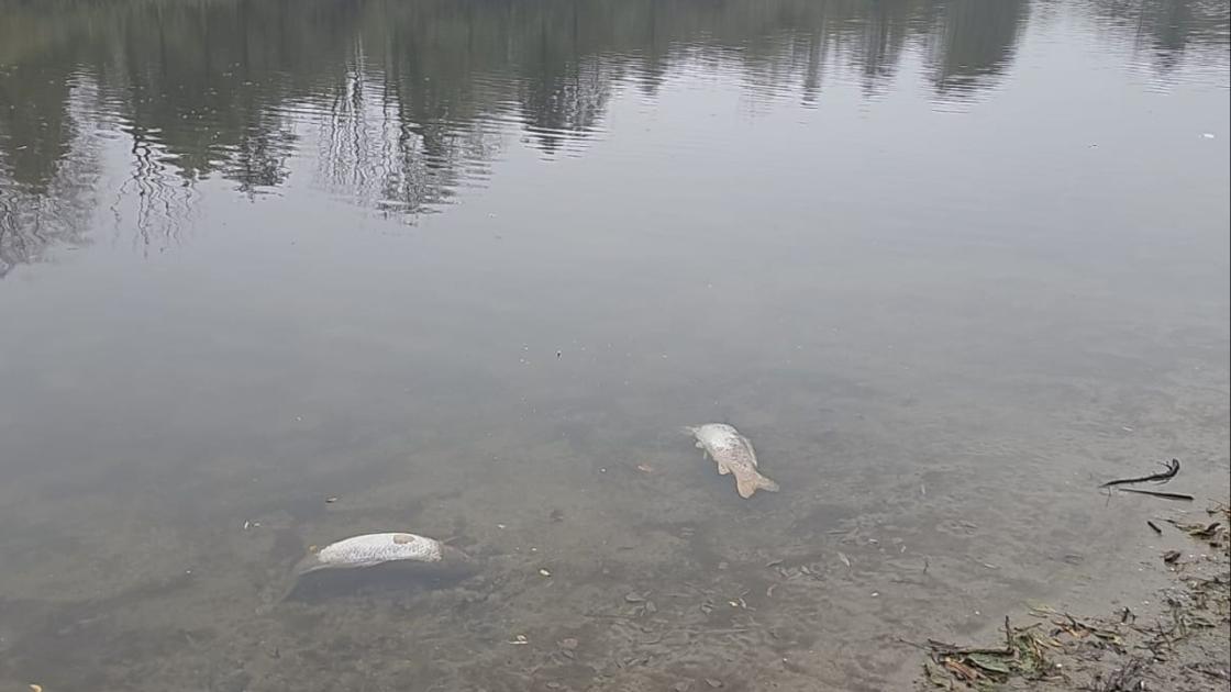 Karpersterfte in Zuigerplasbos, vermoedelijk virus, 'geen groot drama'