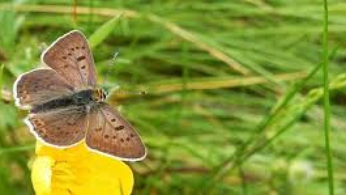Vlinders tellen voor de wetenschap, op het oog én met moderne techniek; of je meedoet