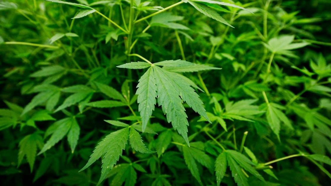 Burgemeester sluit weer een woning om wietkweek, deze keer in de Blokkerhoek