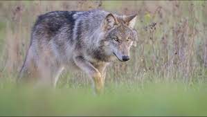 Meldingen wolf dicht bij de stad, maar veel onduidelijk