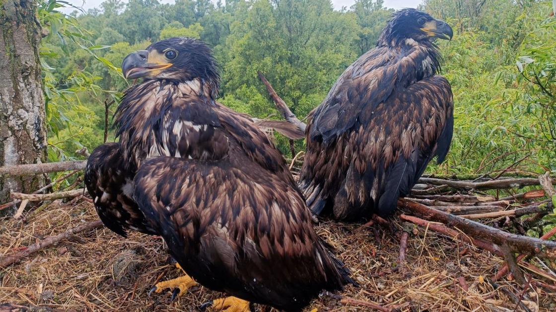 Weer twee zeearenden erbij: ook broedpaar Knargebied heeft succes 