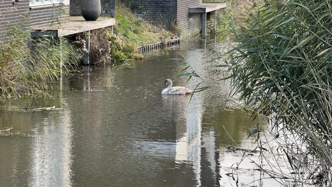 Mogelijk vogelgriep onder zwanen in Tjalk, dieren vertonen symptomen