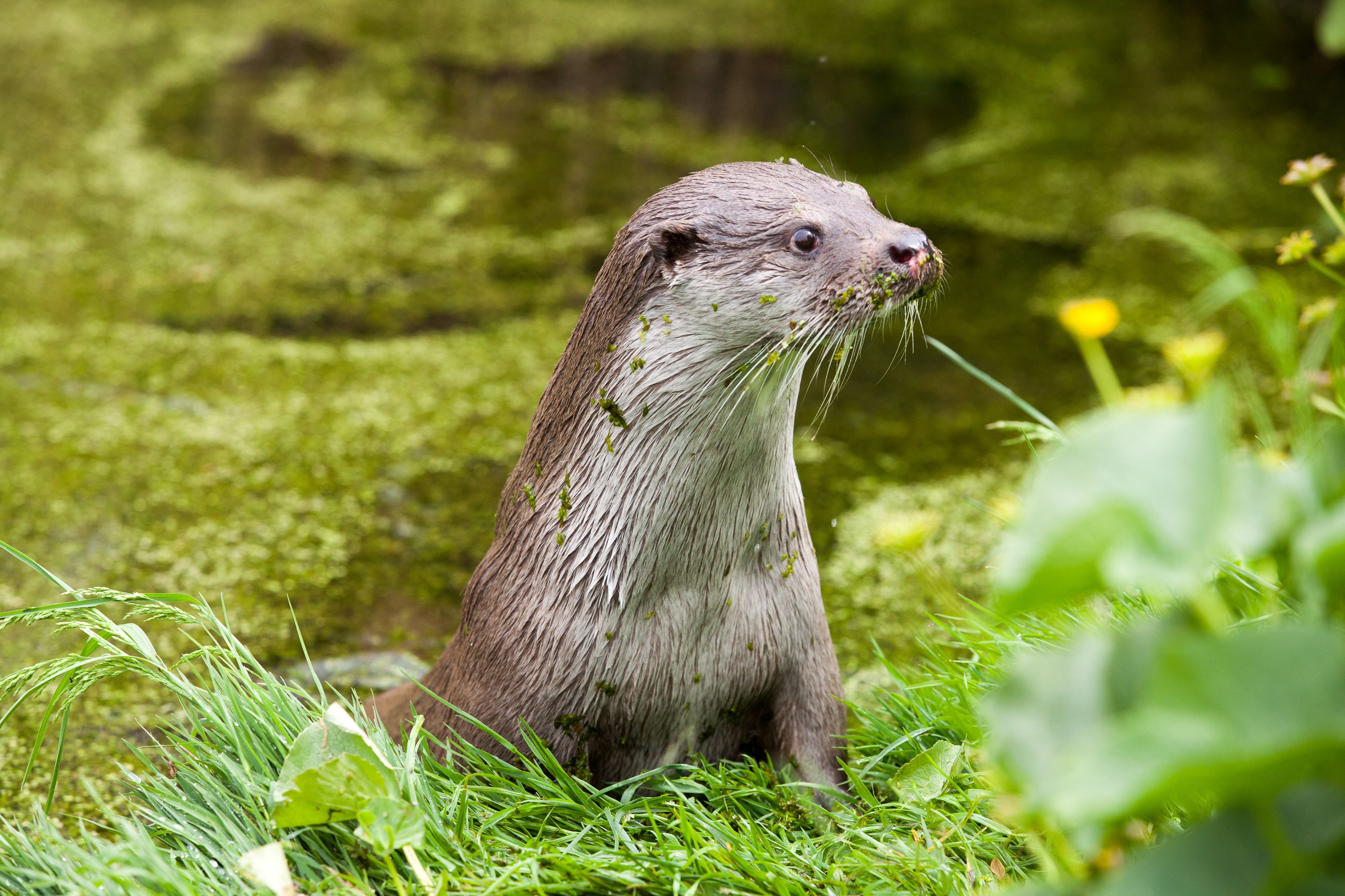 Een otter in Natuurpark Lelystad